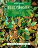 Cotoneaster
