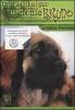 Un Leonberger di nome Bruno ovvero cosa non si fa per un biscotto