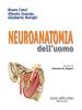 Neuroanatomia dell'uomo