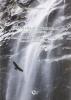 Dieci anni con le aquile reali e qualche gipeto-Ten years with the golden eagles and a few bearded vultures