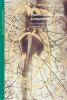 Non linearit�, caos, complessit�