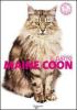 Il gatto Maine Coon