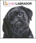 L come labrador