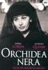 Orchidea nera