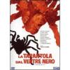 La tarantola dal ventre nero